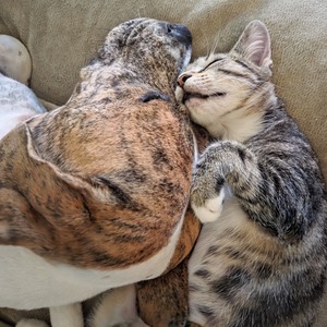 Fundraising Page: deana anton